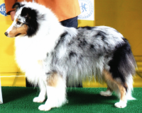 /album/photogallery/shelties-118-png/
